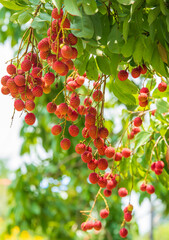 Lychees on the tree,Close up of lychee fruit,Fresh Lychee Fruits