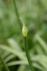 African Lily Amourette White