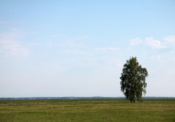 Obraz premium birch-tree in the field against blue sky