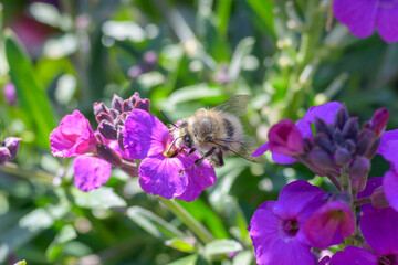Bumblebee foraging for nectar on a colorful purple spring flower