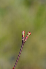 Japanese Maple Garnet