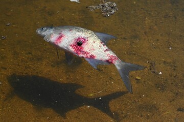 A dead fish with a bloody wound in the water. Natural color background and concept for environment and animals.