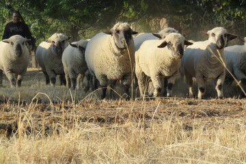 A closeup front view of a herd of sheep walking on dry dull grass with green trees in the background 