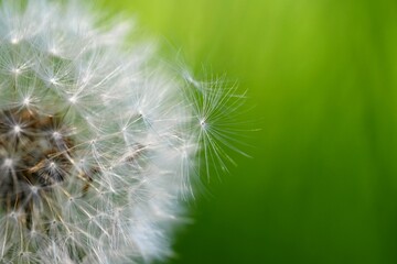 Beautiful close-up macro shot of a dandelion. Natural colour background.
