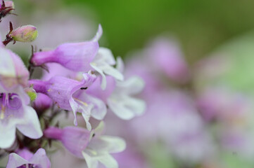 We received a bouquet of roses