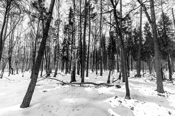 Beautiful view of the terrible winter forest.