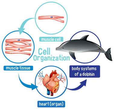 Diagram showing cell organization in a dolphin