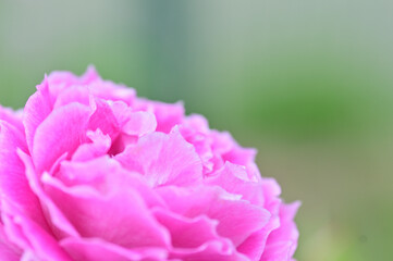 We received a bouquet of roses