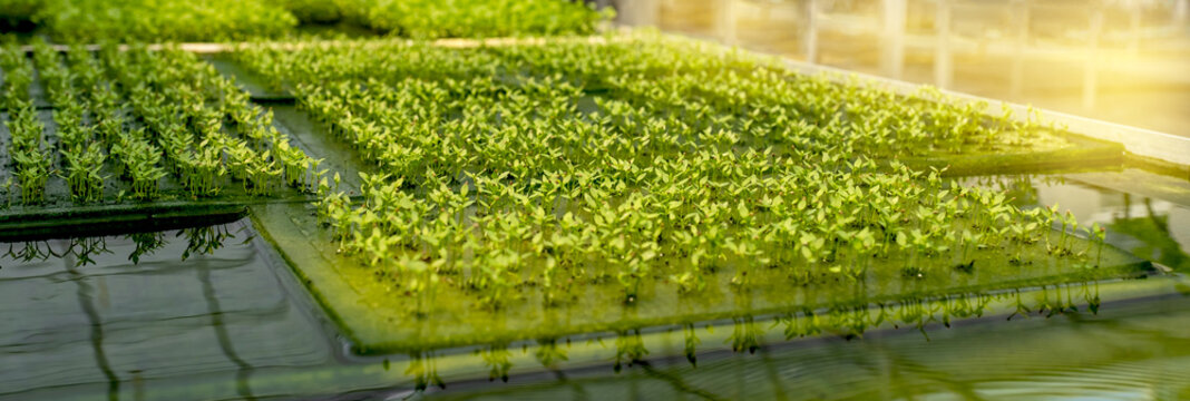 Salad sprout vegetable in the hydroponic garden farm, healthy organic agriculture cultivation