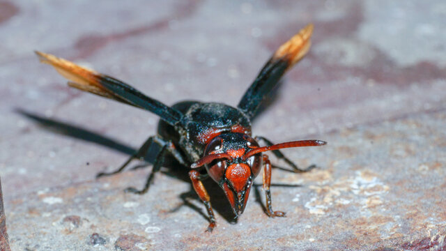 Red Wasp