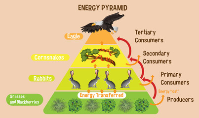 Diagram showing energy pyramid for education © blueringmedia