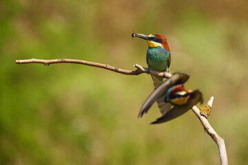 The European bee-eater (Merops apiaster) sitting on a branch, the other bee-eater flies to the foreground.