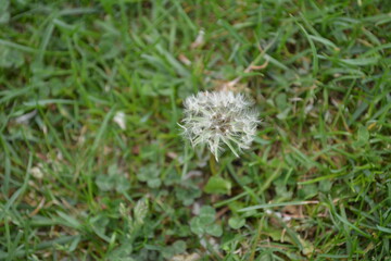 たんぽぽ　わたげ