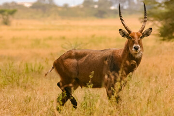 Naklejka na ściany i meble Cobe Defassa Kobus Defassa Antilope Waterbuck Afrique Kenya