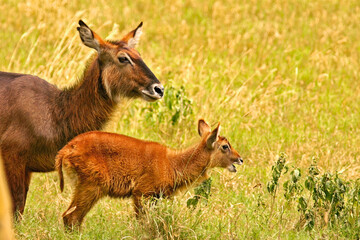 Cobe Defassa Kobus Defassa Antilope Waterbuck Afrique Kenya