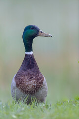 Canard colvert Anas platyrhynchos en gros plan