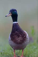 Canard colvert Anas platyrhynchos en gros plan
