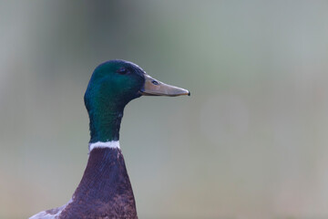 Canard colvert Anas platyrhynchos en gros plan