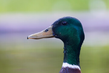 Canard colvert Anas platyrhynchos en gros plan