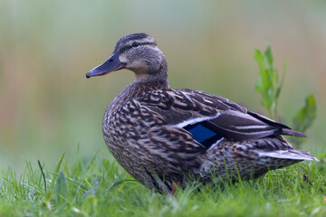 Canard colvert Anas platyrhynchos en gros plan