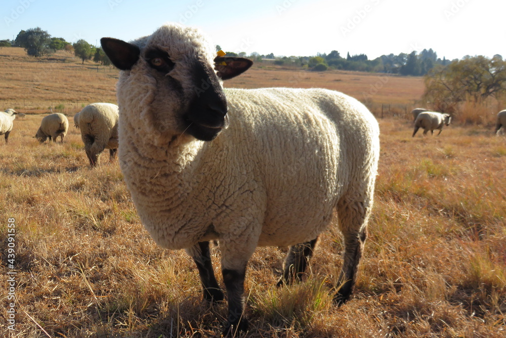 Wall mural portrait, closeup, front, full view of a beautiful hampshire sheep standing in a winter's grassland 