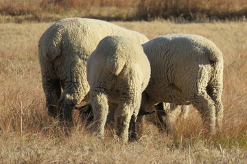 Obraz na płótnie Canvas A photograph, with a rear view angle, of beige sheep standing in a beige dry winter grass field with their cute little backsides the center of attention 