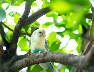 Parrots perched on tree branches in the garden with colorful plumage are intelligent pets close to humans