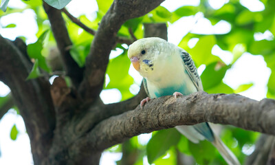 Parrots perched on tree branches in the garden with colorful plumage are intelligent pets close to humans