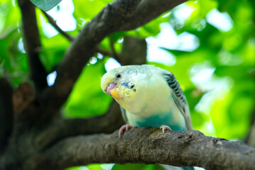 Parrots perched on tree branches in the garden with colorful plumage are intelligent pets close to humans