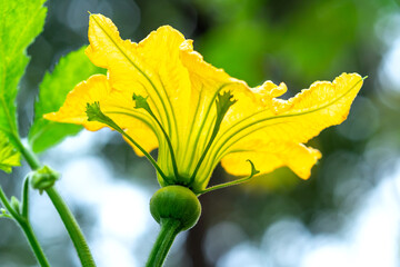 The gourd flowers that bloom in the garden after the flowers are pollinated will produce fruit. This is a good vegetarian food for human health