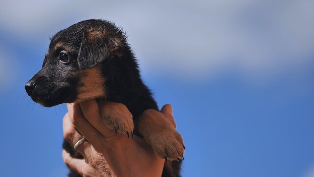 The puppy is raised in the arms of the girl against the background of the blue sky.