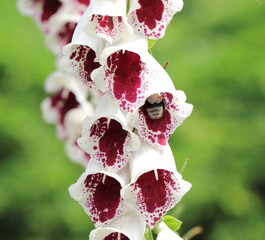 White and Red Foxgloves with Bumble Bee