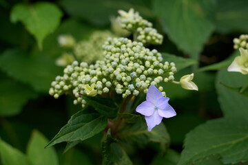 Hydrangea flower (light purple) (one flower)