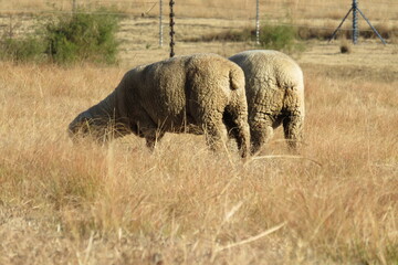 A photograph, with a rear view angle, of  beige sheep standing in a beige dry winter grass field with their cute little backsides the center of attention 