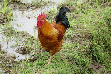 chicken © Ami