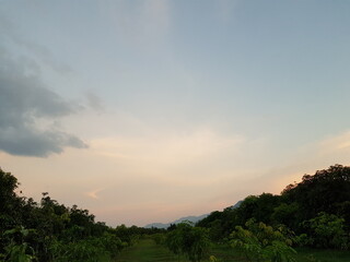 sunset in the forest