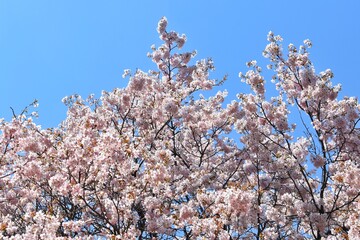 White Sakura or White Cherry Blossom flower full bloom and blue sky at South Korea in spring, Wallpaper Background.