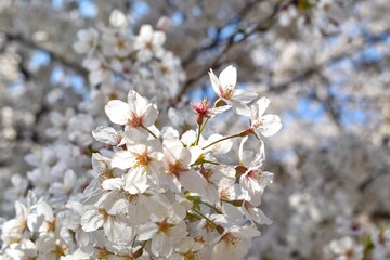 White Sakura or White Cherry Blossom flower full bloom and blue sky at South Korea in spring, Wallpaper Background.