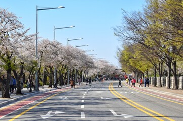 Yunjunro Street in Yeouido Park, behind the National Assembly Building. This area is famous for being the most picturesque cherry blossom street in Seoul.