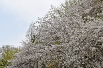 White Sakura or White Cherry Blossom flower full bloom and blue sky at South Korea in spring, Wallpaper Background.