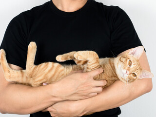 Closeup man hug cute cat orange color and cat looking at camera on white blackground