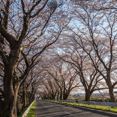 桜並木
