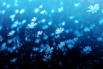 A daisy meadow in a blue dreamy look