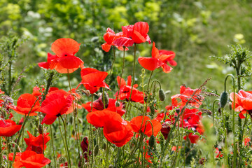 Obraz premium Red poppy flowers on the green meadow