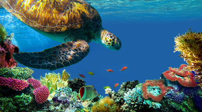 underwater sea turtle swims