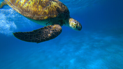 sea turtle swims under blue water