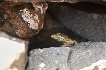 Common lizard hidden in rocks. Macro photo of animal spotted in Madeira, Portugal.