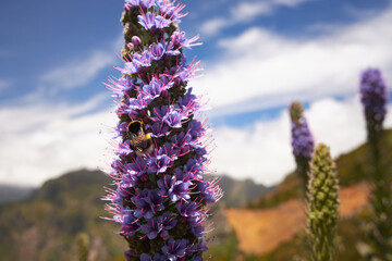 Pride of Madeira (Echium candicans), a flower endemic to Madeira