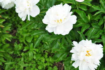 Obraz premium Blooming of peonies bushes in the garden in summer.Natural background copy space