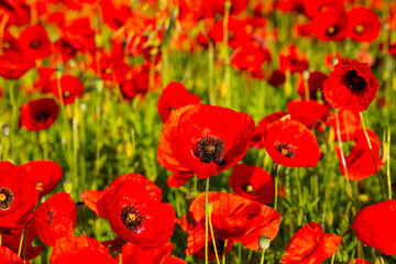 Obraz premium Mohnblumenfeld im Sonnenschein, blauer Himmel